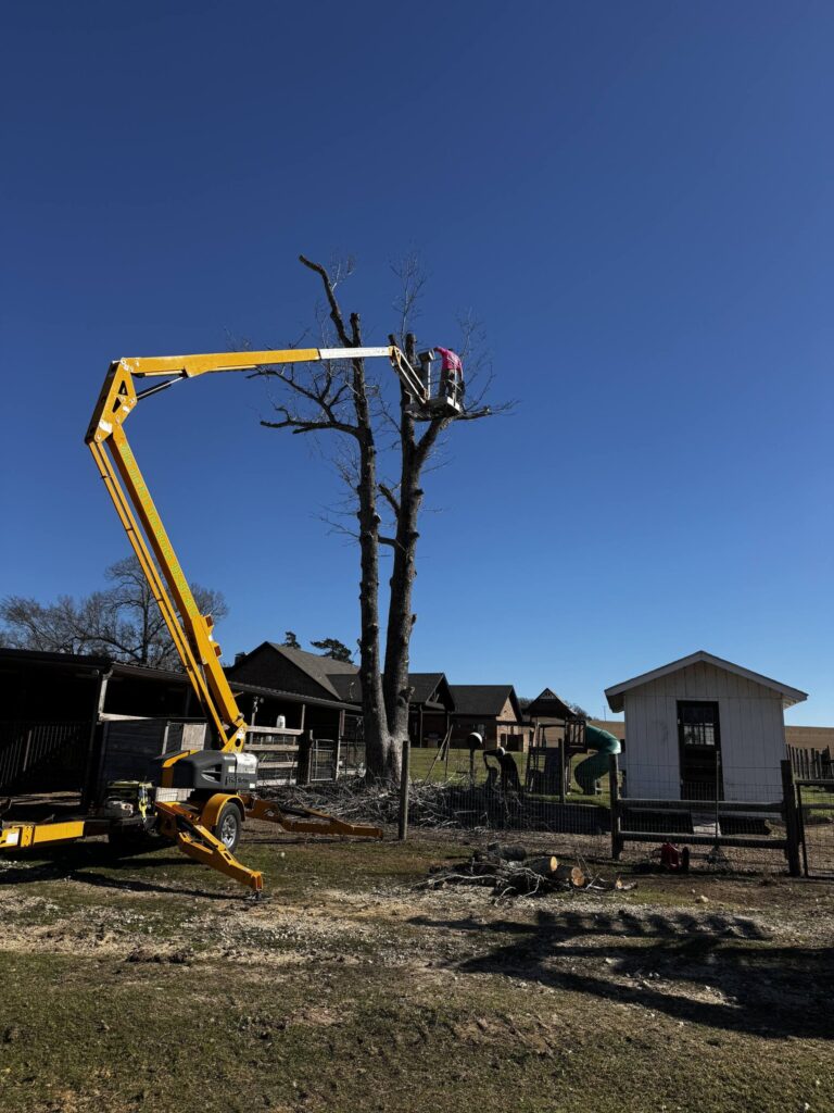 Tree climber trimming high canopy branches in East Texas