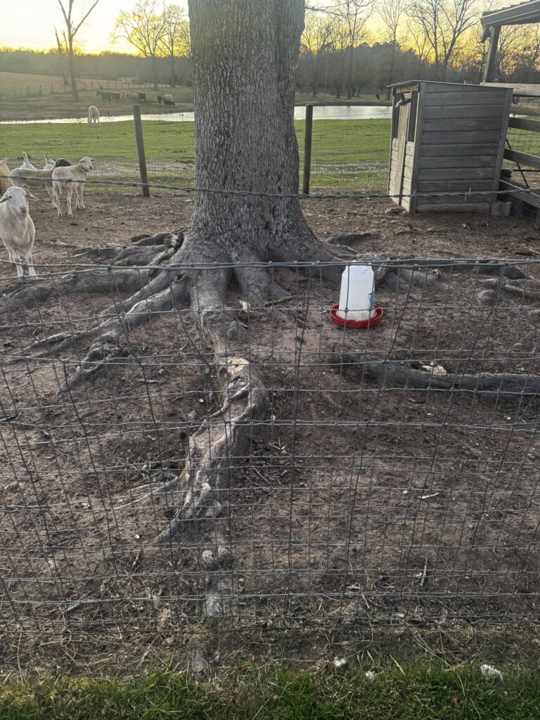 Large oak tree being removed safely in Palestine Texas front yard