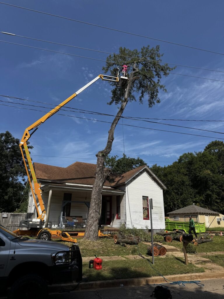 Removing tree threatening roof in East Texas
